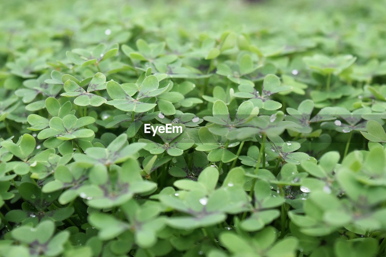 Full frame shot of clover plants