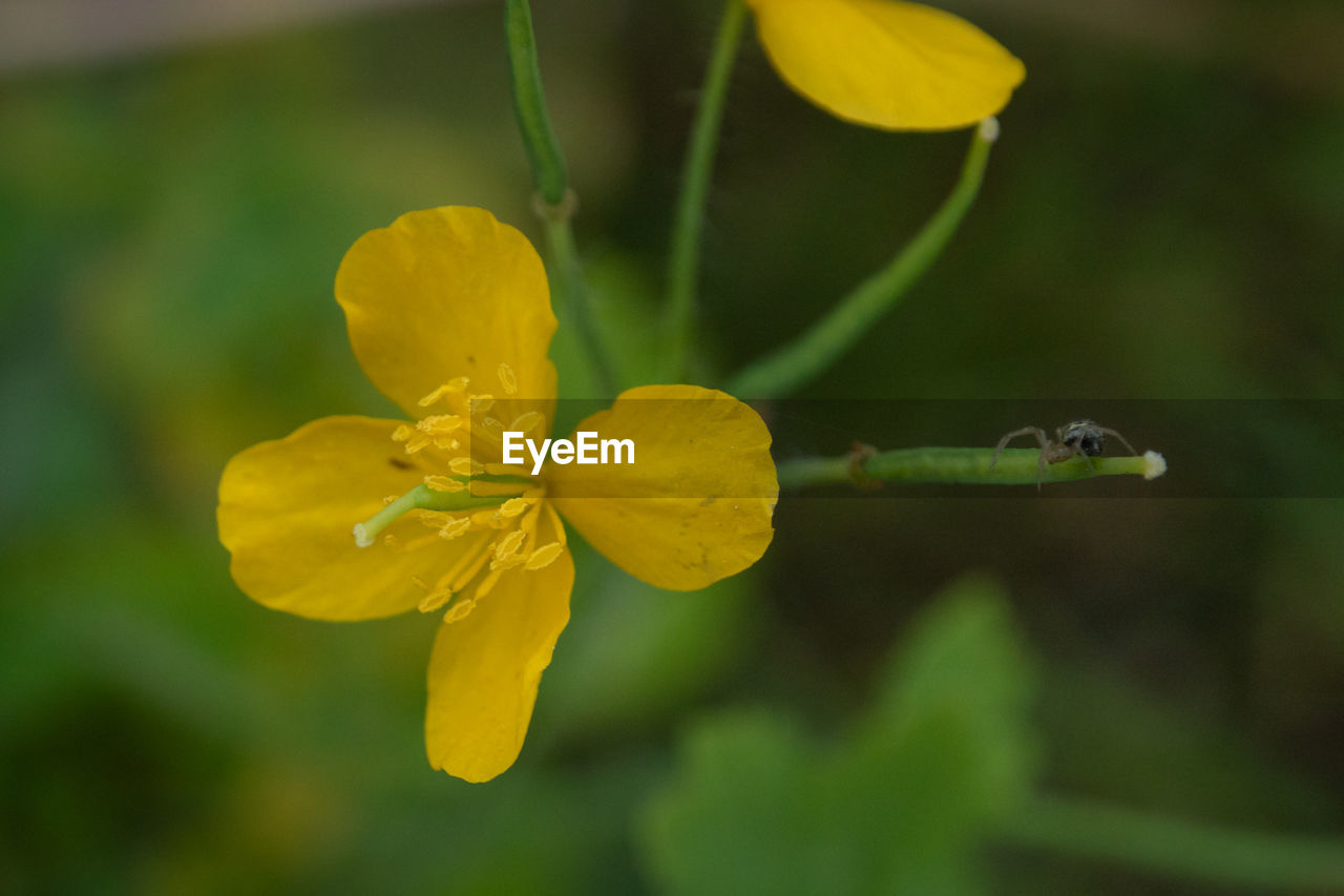 CLOSE-UP OF YELLOW FLOWERING PLANTS