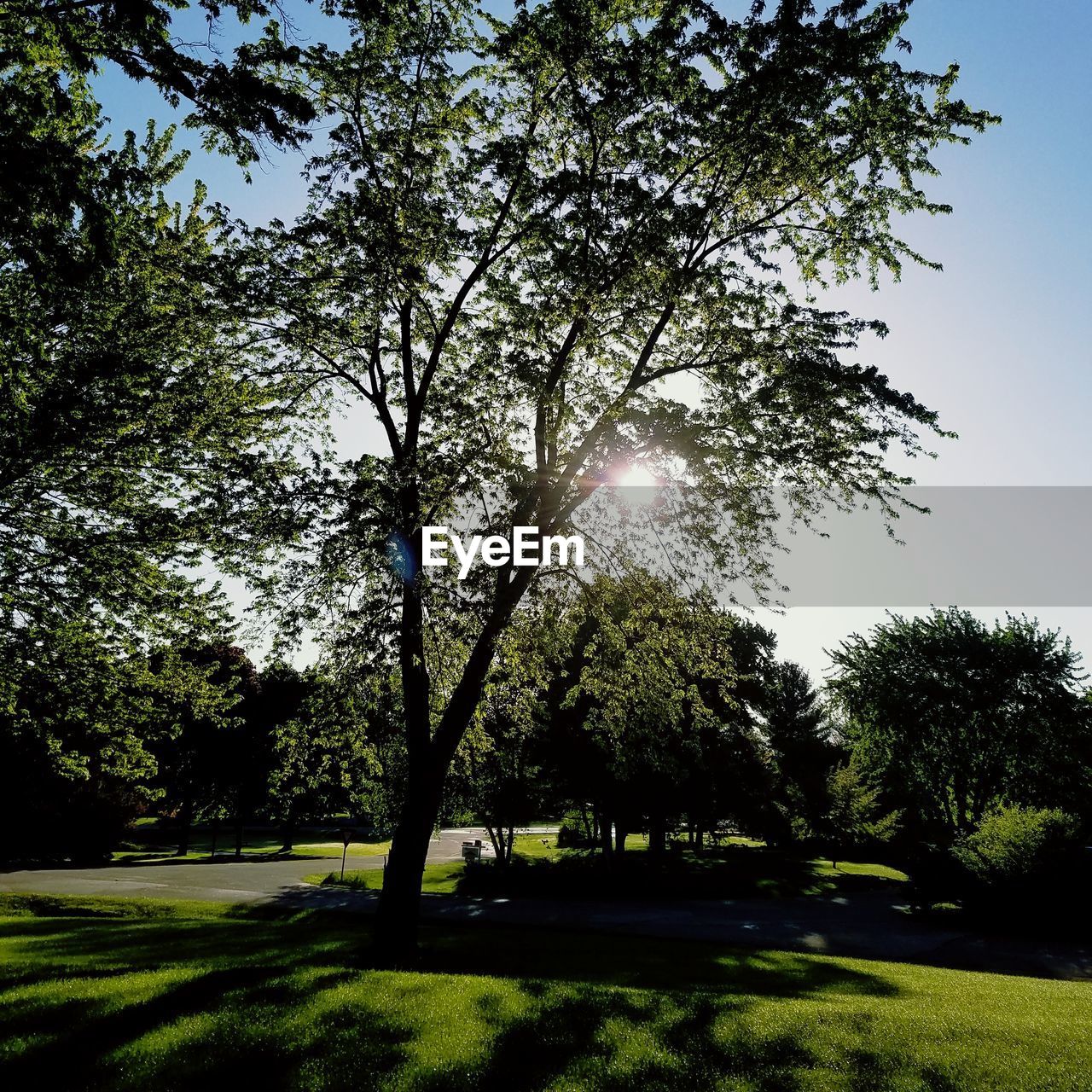 TREES IN SUNLIGHT