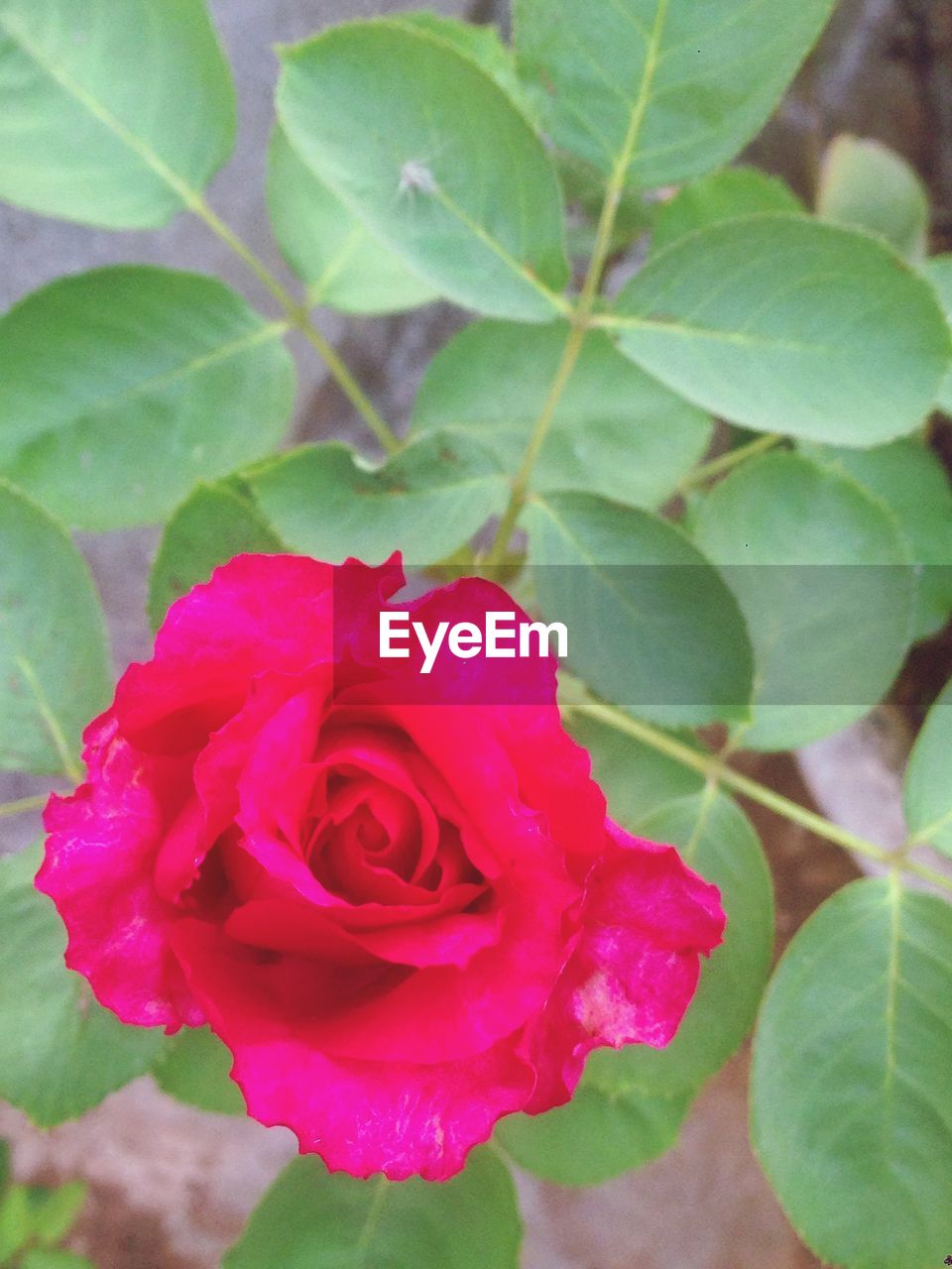 CLOSE-UP OF PINK ROSES