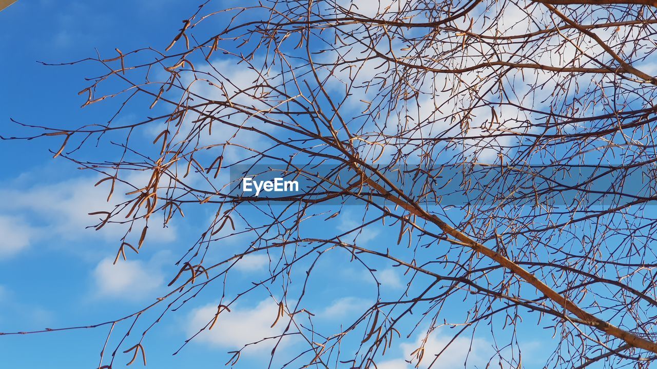 LOW ANGLE VIEW OF TREE AGAINST SKY