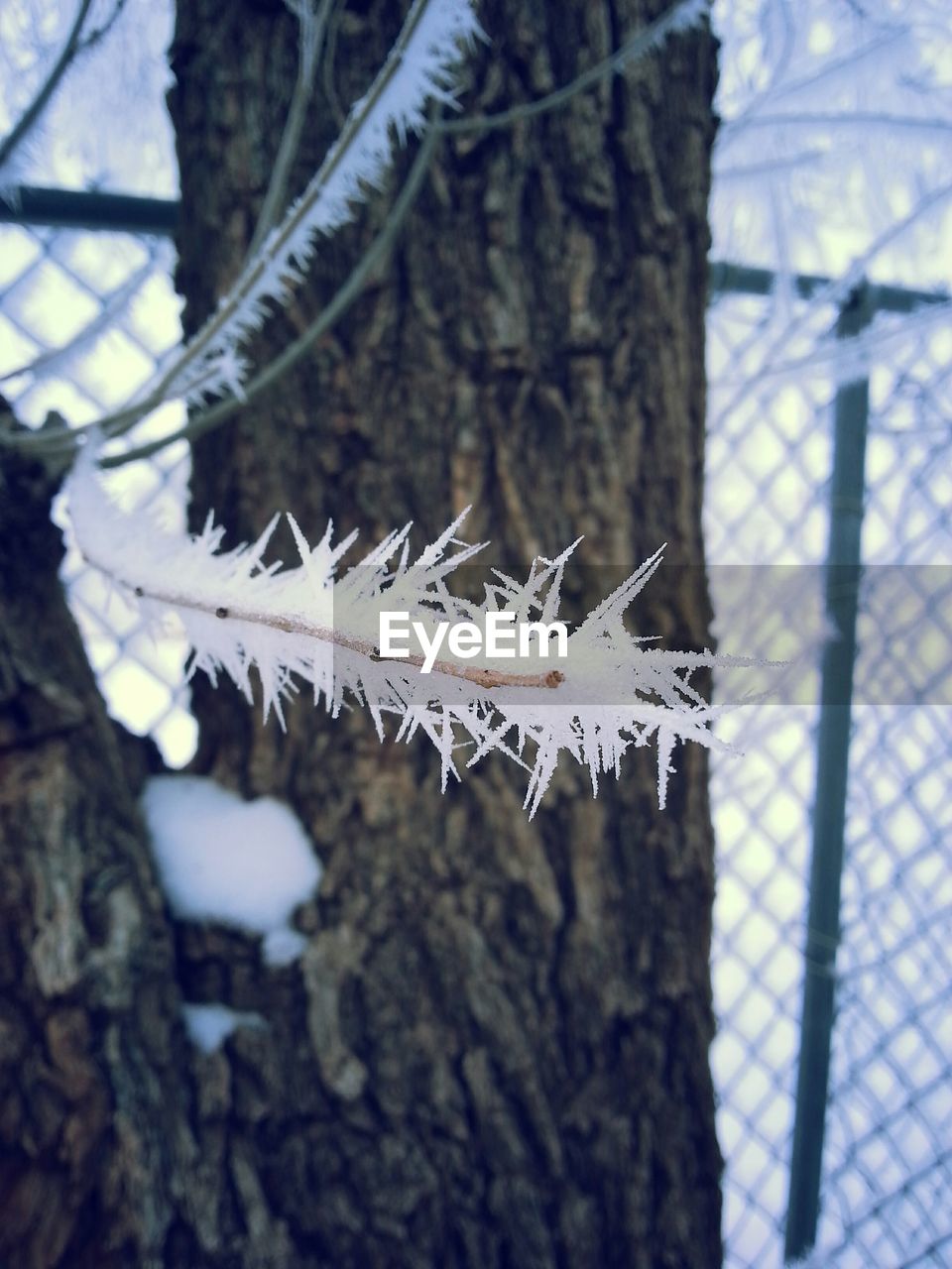 CLOSE-UP OF WHITE TREE TRUNK