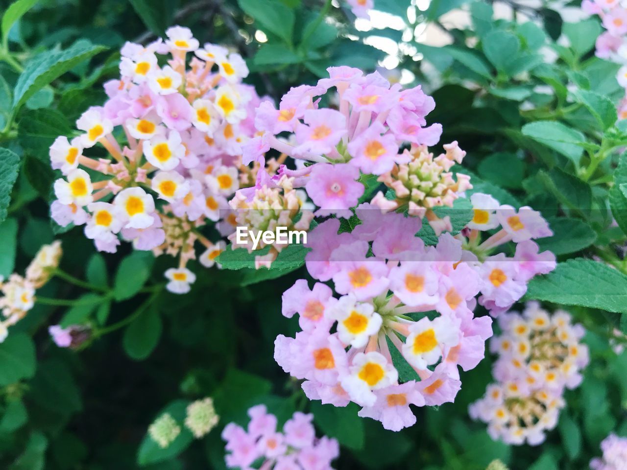 CLOSE-UP OF FRESH WHITE FLOWERS BLOOMING IN PLANT