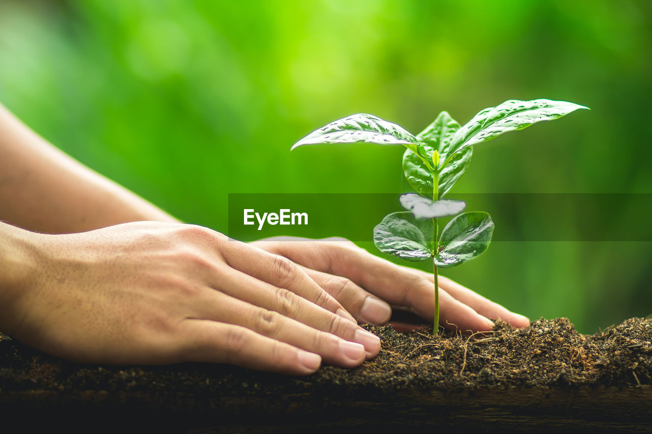 Cropped image of man hand touching sapling growing on field