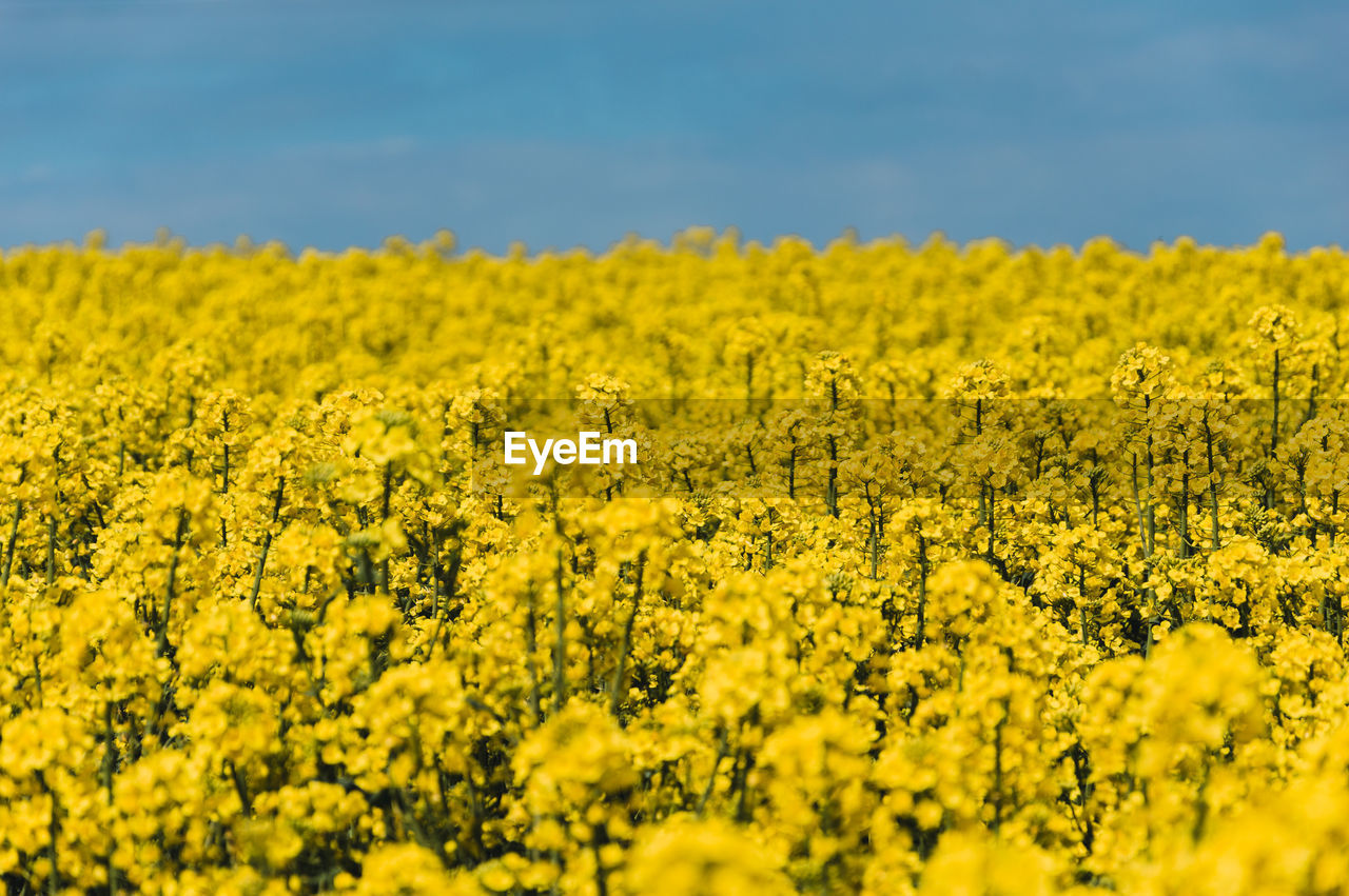 Scenic view of oilseed rape field