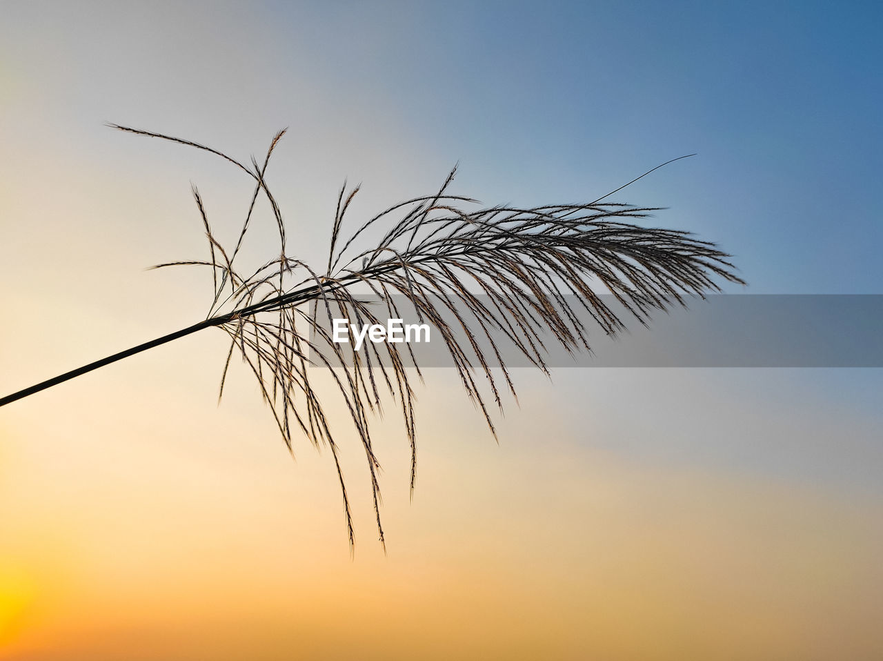 sky, nature, grass, branch, plant, sunset, sunlight, beauty in nature, no people, tranquility, silhouette, horizon, cloud, outdoors, growth, tree, leaf, copy space, scenics - nature, environment, sun, field, line, close-up, tranquil scene, landscape, blue, land, plant part, twilight, twig, idyllic