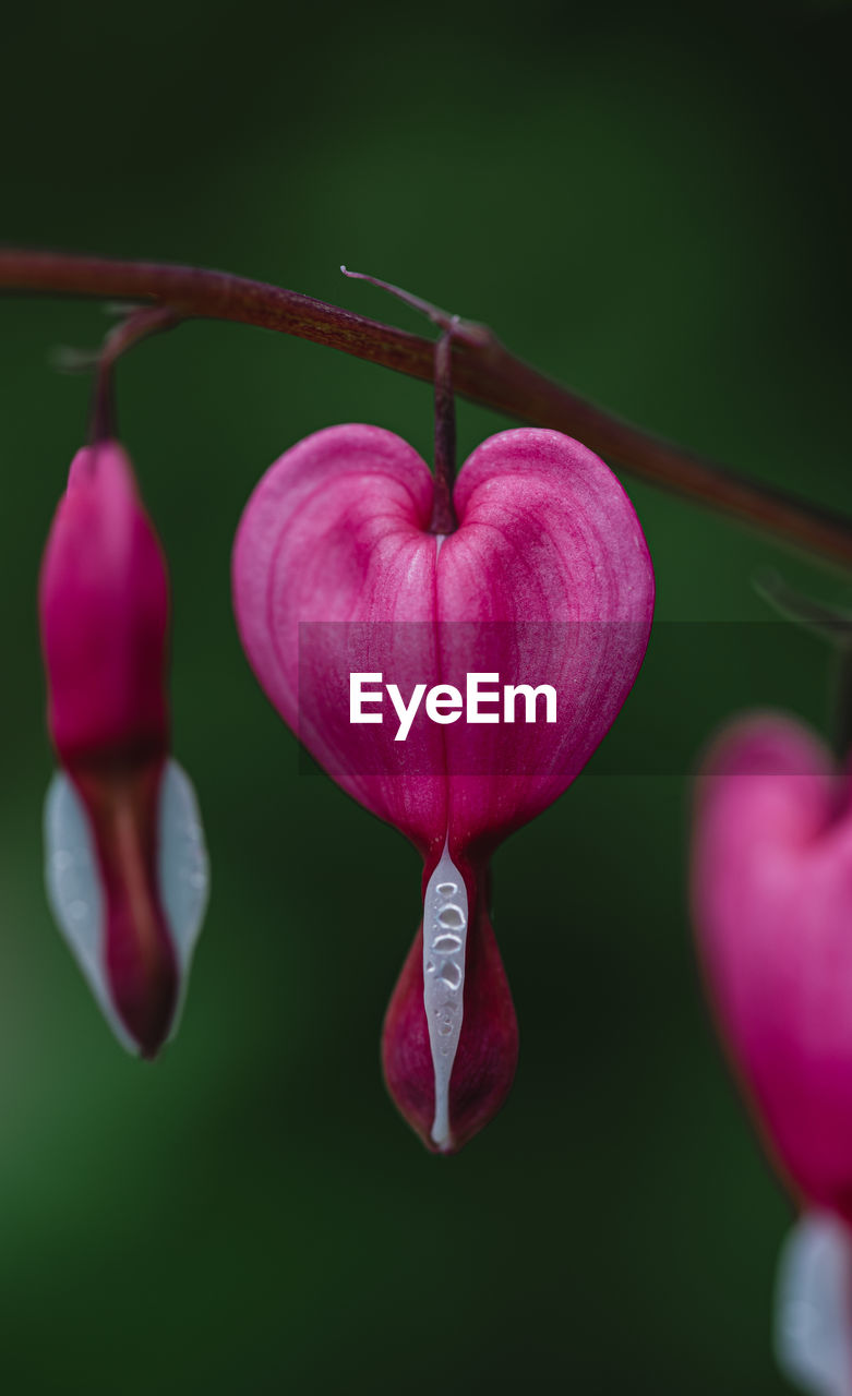 Close up of pink and white bleeding heart flowers in bloom.