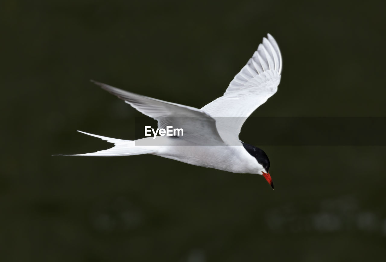 High angle view of flying common tern