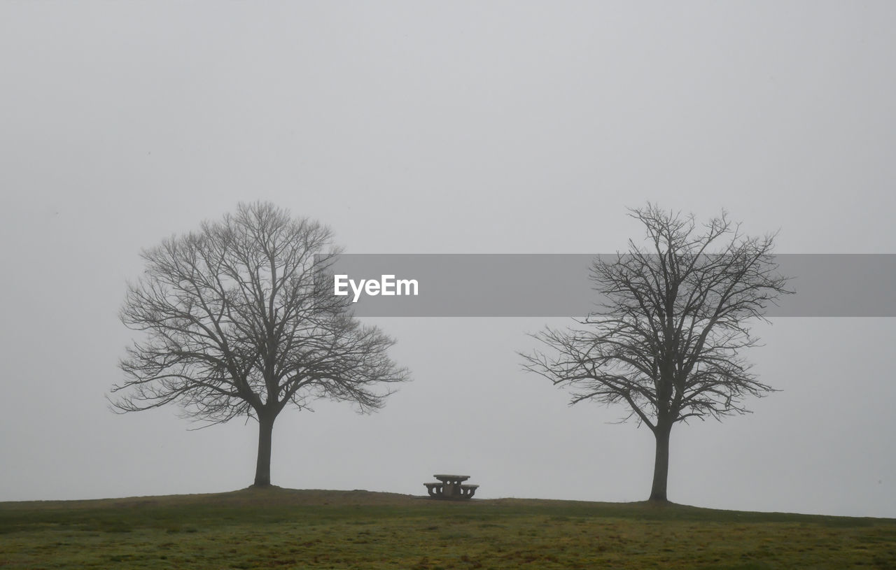 Silhouette of single bare tree branches in the foggy morning