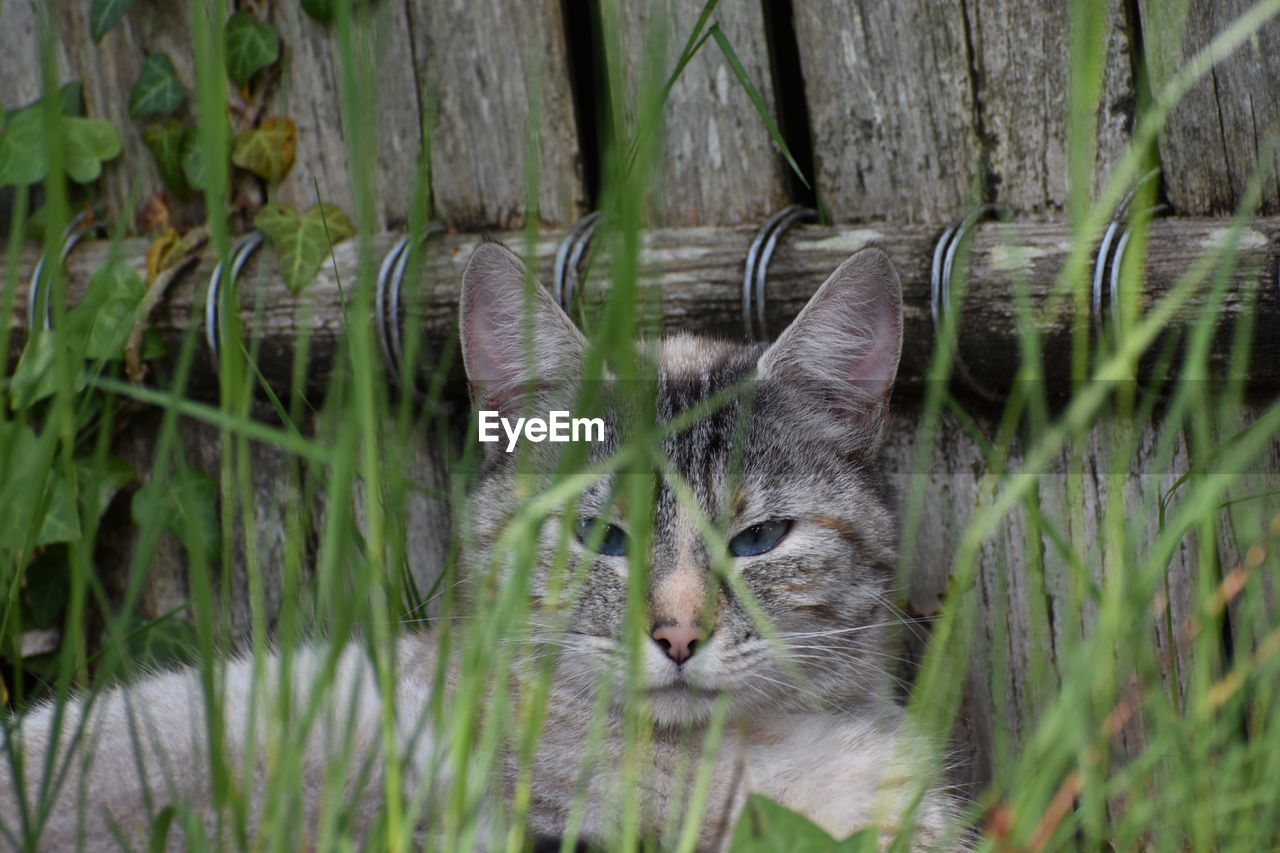 PORTRAIT OF A CAT AMIDST PLANTS