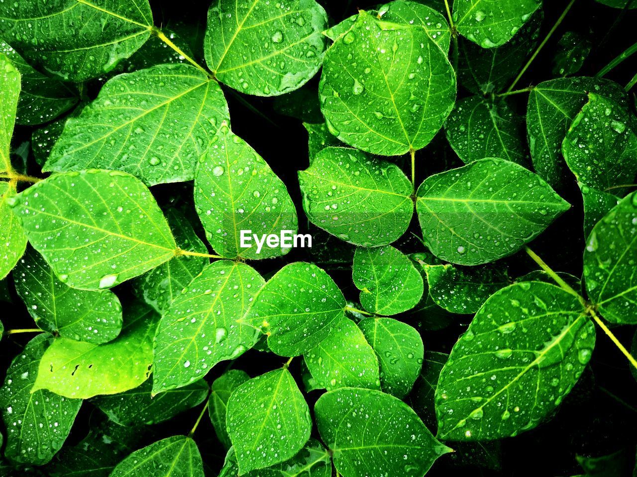 Full frame shot of wet leaves