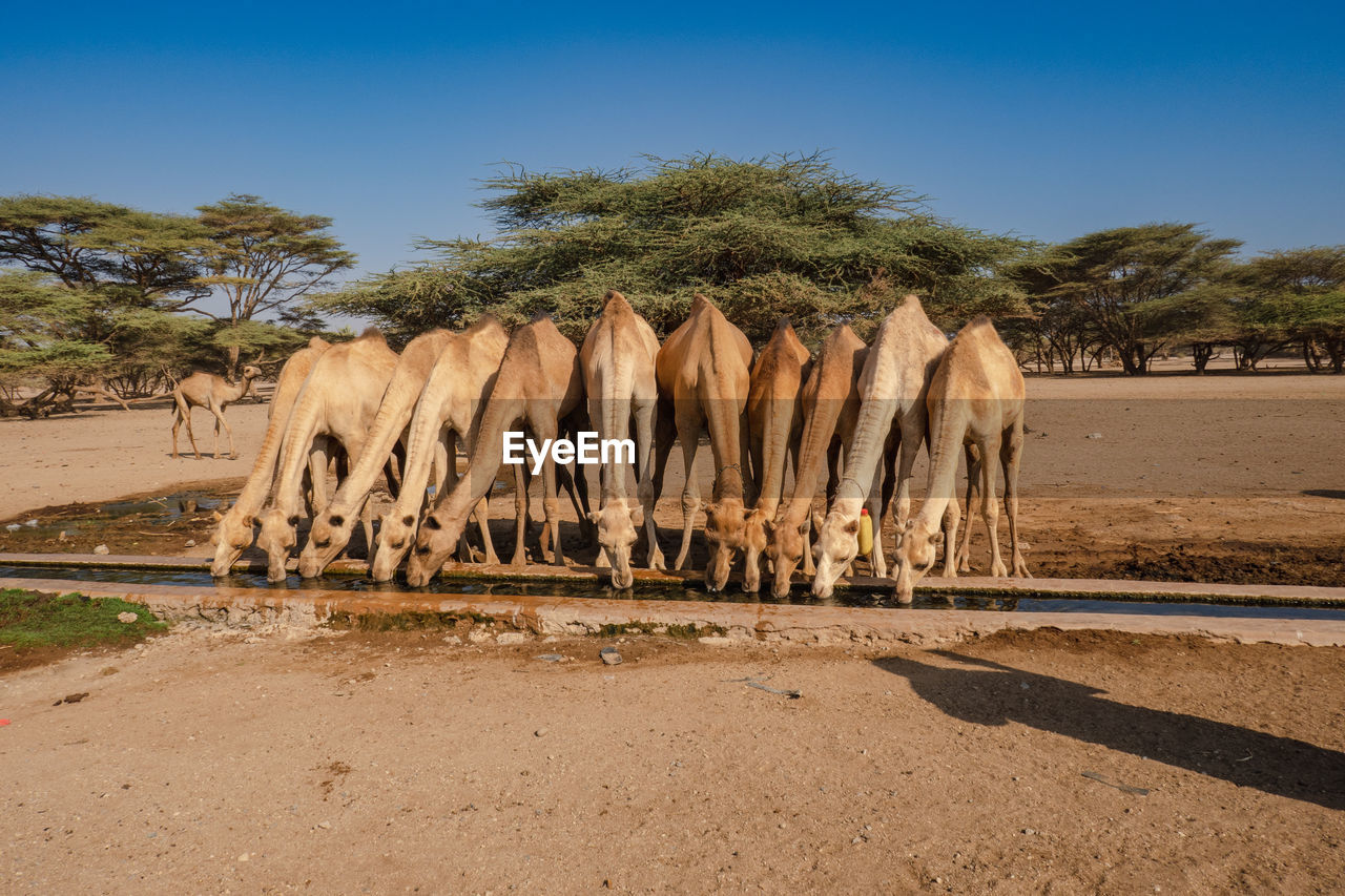 A herd of camels drinking water at kalacha oasis in north horr, kenya