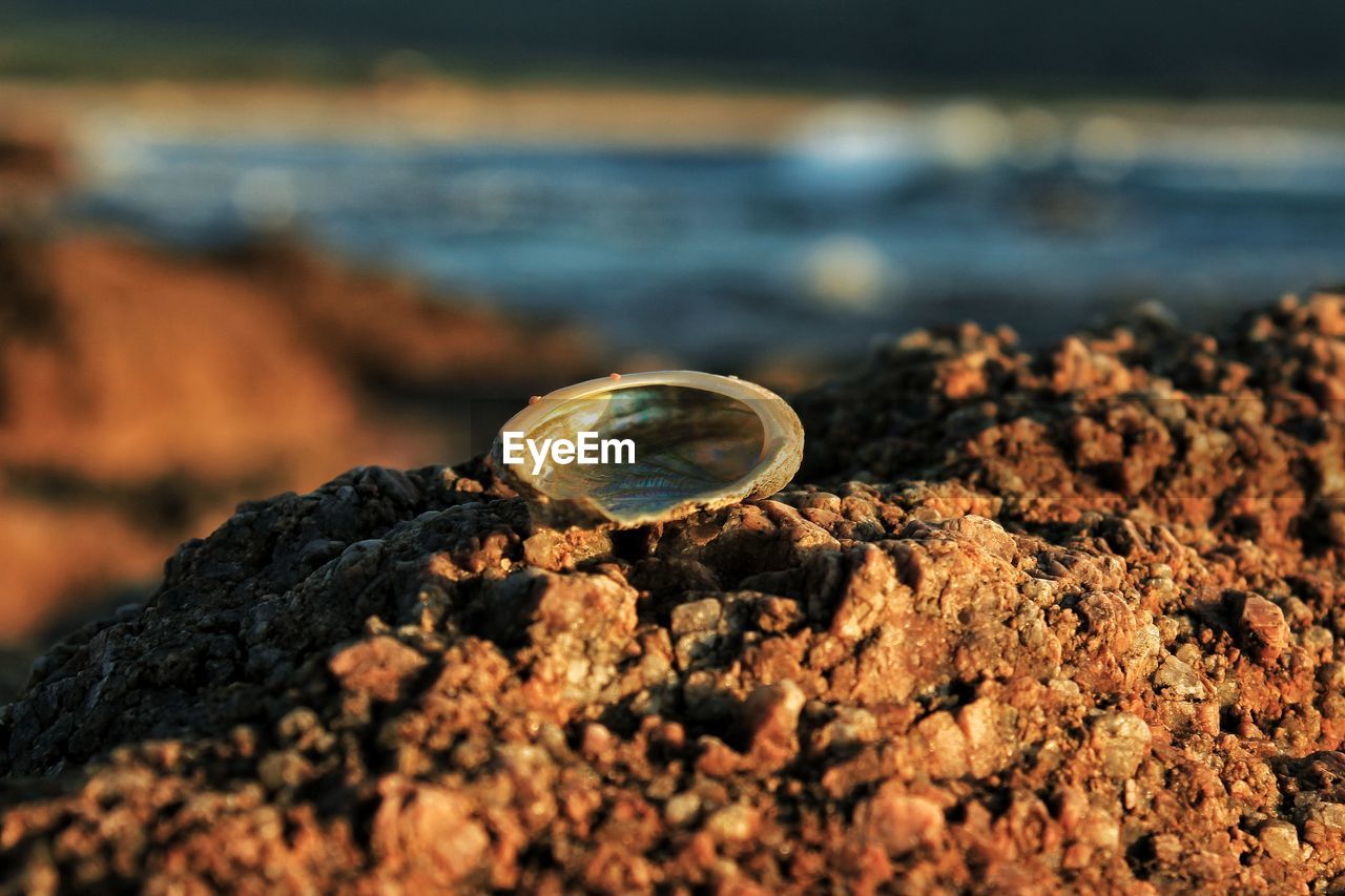 Close-up of shell on rock