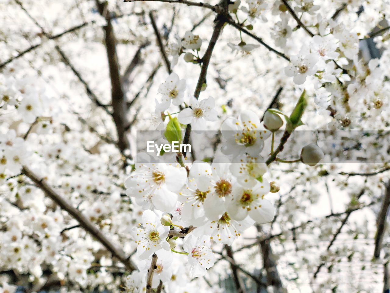 LOW ANGLE VIEW OF WHITE CHERRY BLOSSOM