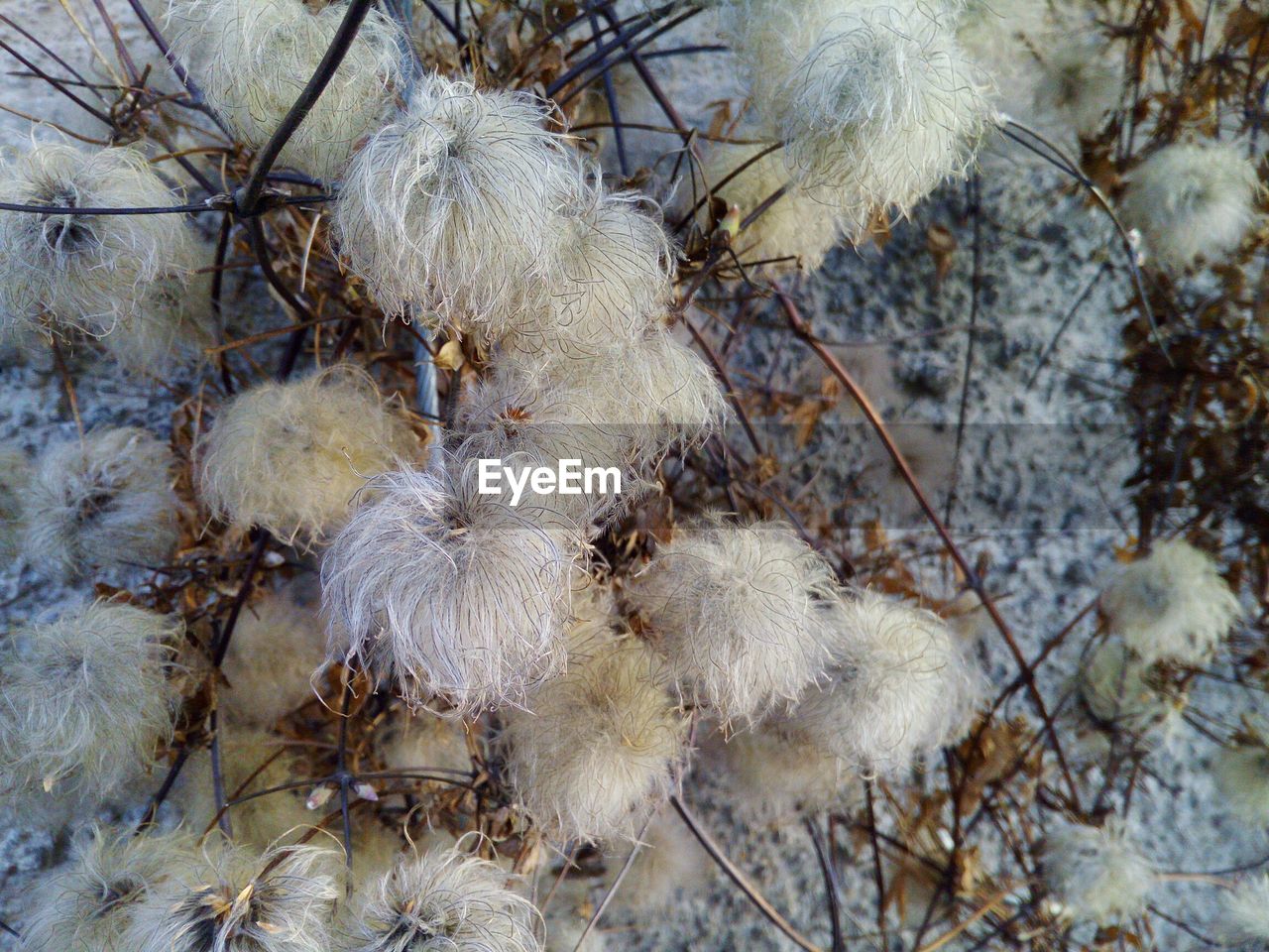 CLOSE-UP OF FLOWERS