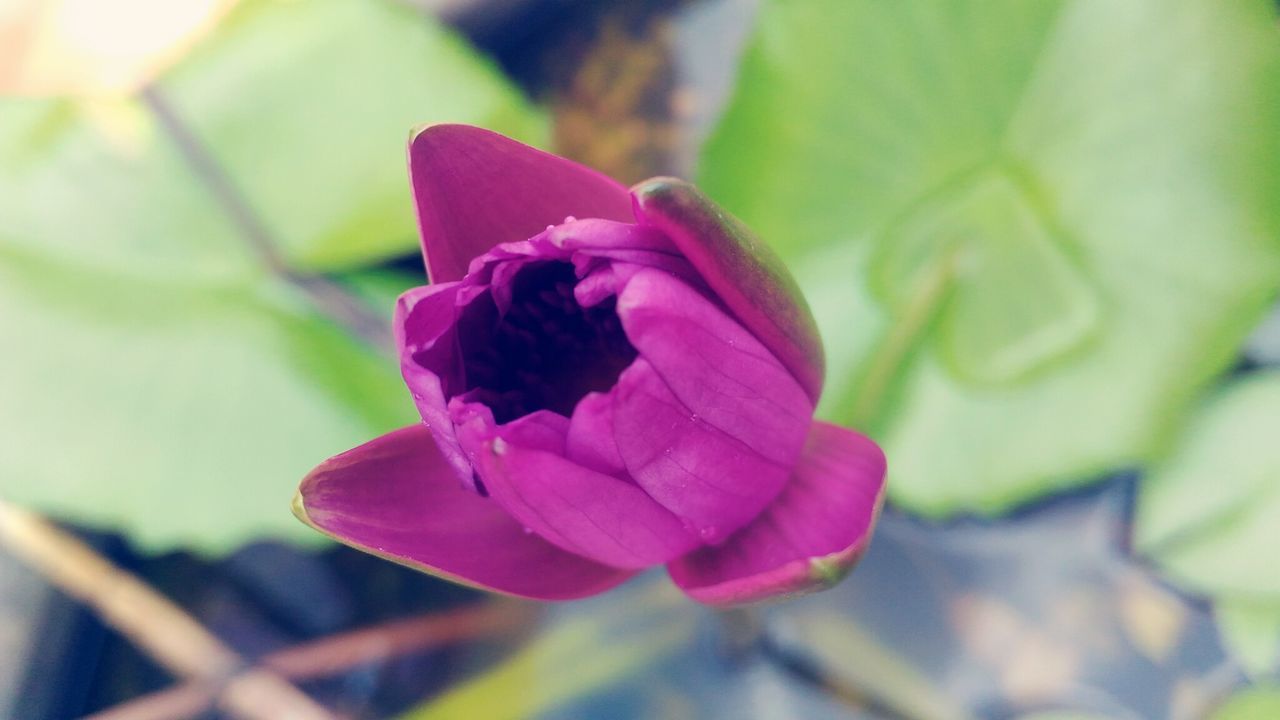 Close-up of pink flower