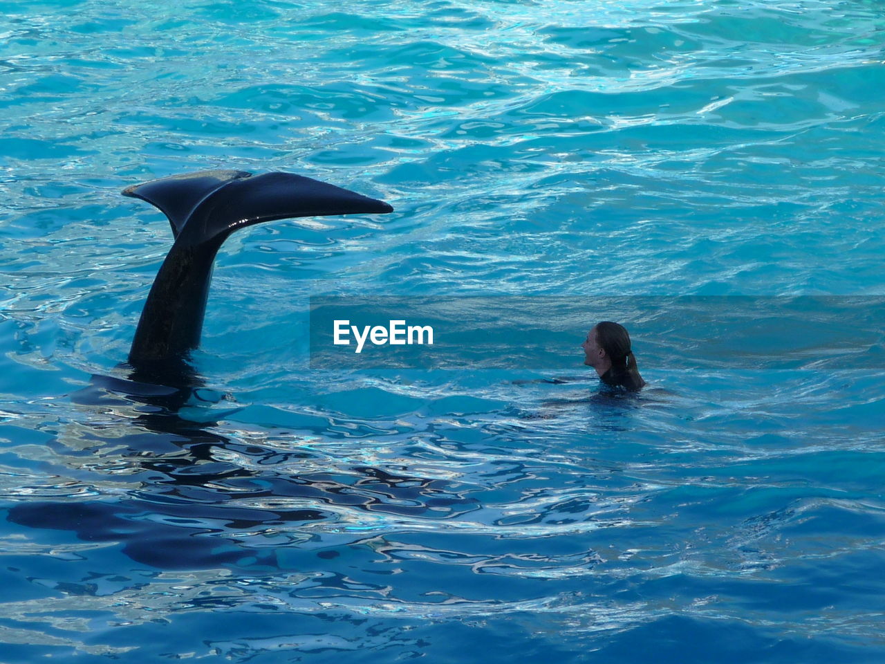 SCENIC VIEW OF SEA SWIMMING IN BLUE WATER