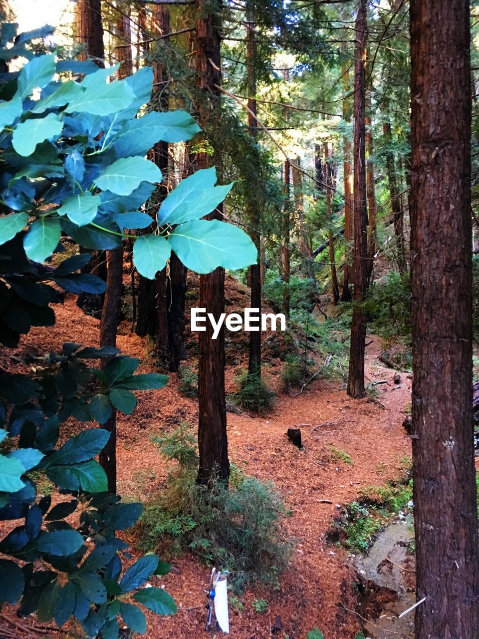 PLANTS GROWING ON TREE TRUNK