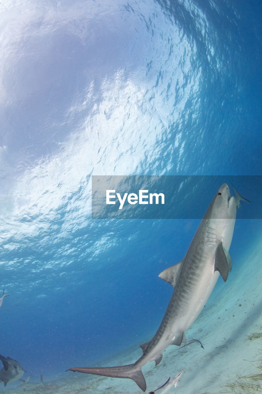 animal wildlife, animal, animal themes, wildlife, sea, water, underwater, sea life, shark, undersea, fish, marine, swimming, ocean, nature, marine biology, requiem shark, great white shark, water sports, one animal, adventure, sports, no people, animals hunting, blue, tiger shark, outdoors, beauty in nature, mammal, motion, travel, travel destinations