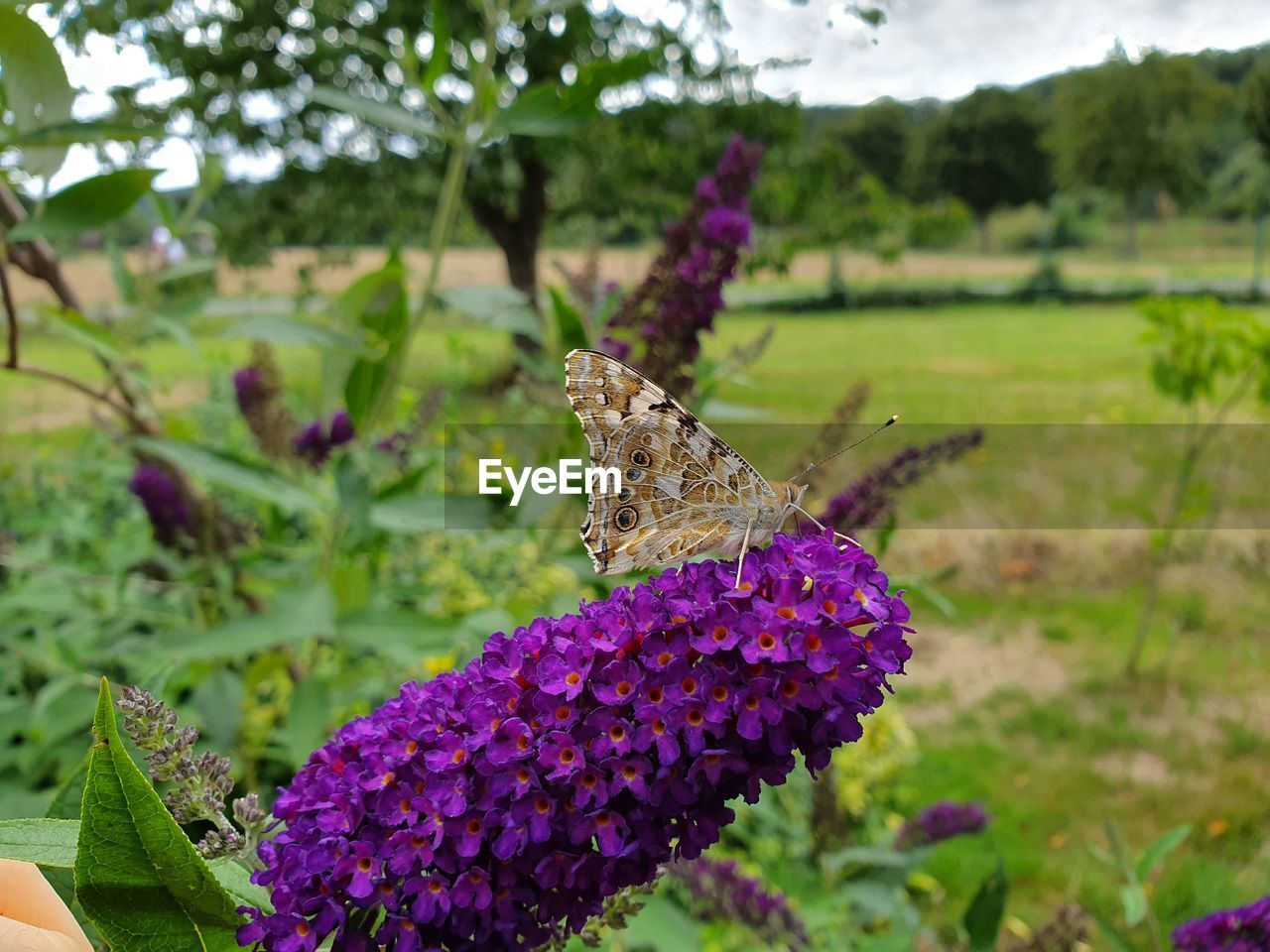 CLOSE-UP OF BUTTERFLY POLLINATING ON LAVENDER