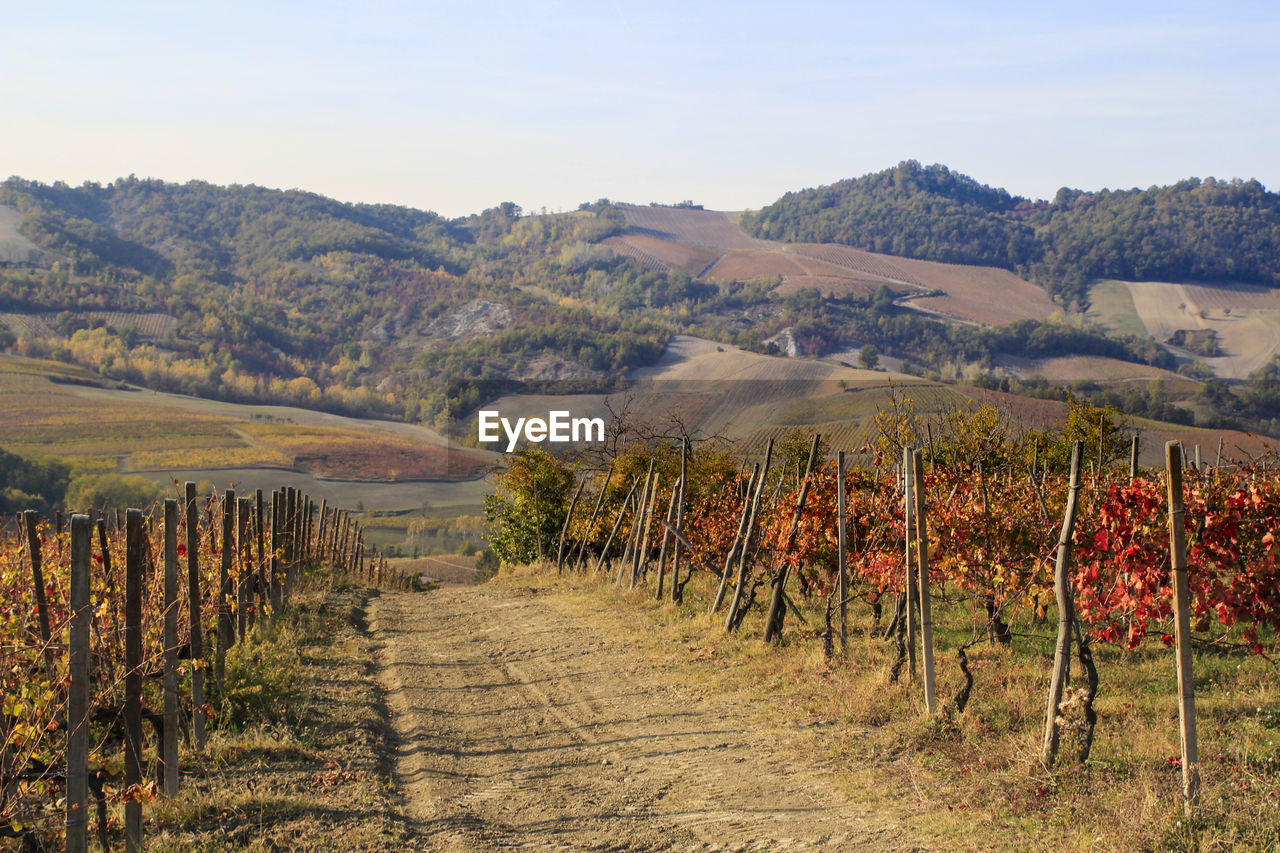 Scenic view of vineyard against sky