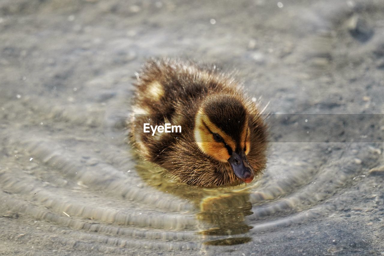 Close-up of a baby duck