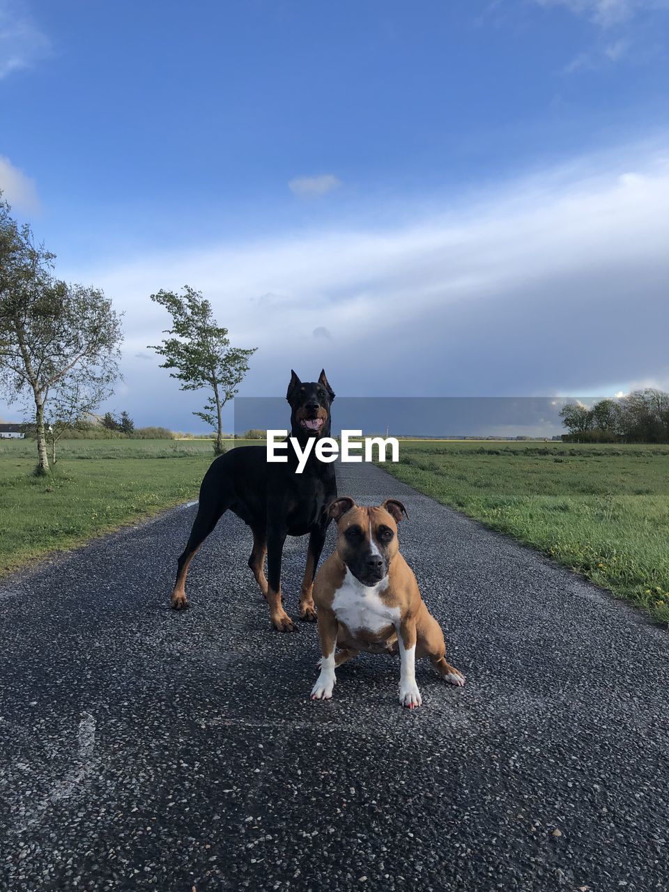 DOG IN THE ROAD