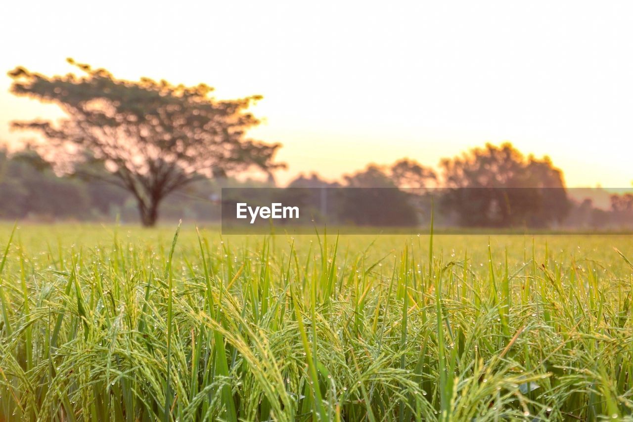 Scenic view of field against clear sky