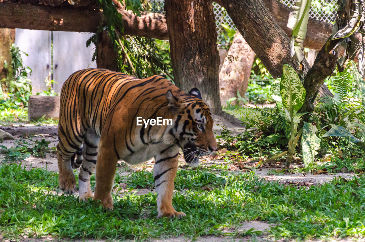 Tiger walking in zoo