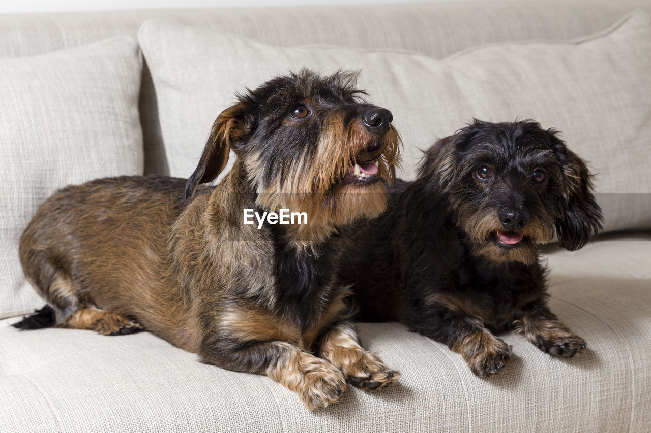 Wire-haired black and tan dachshunds lounging on couch, one looking up and the other staring ahead
