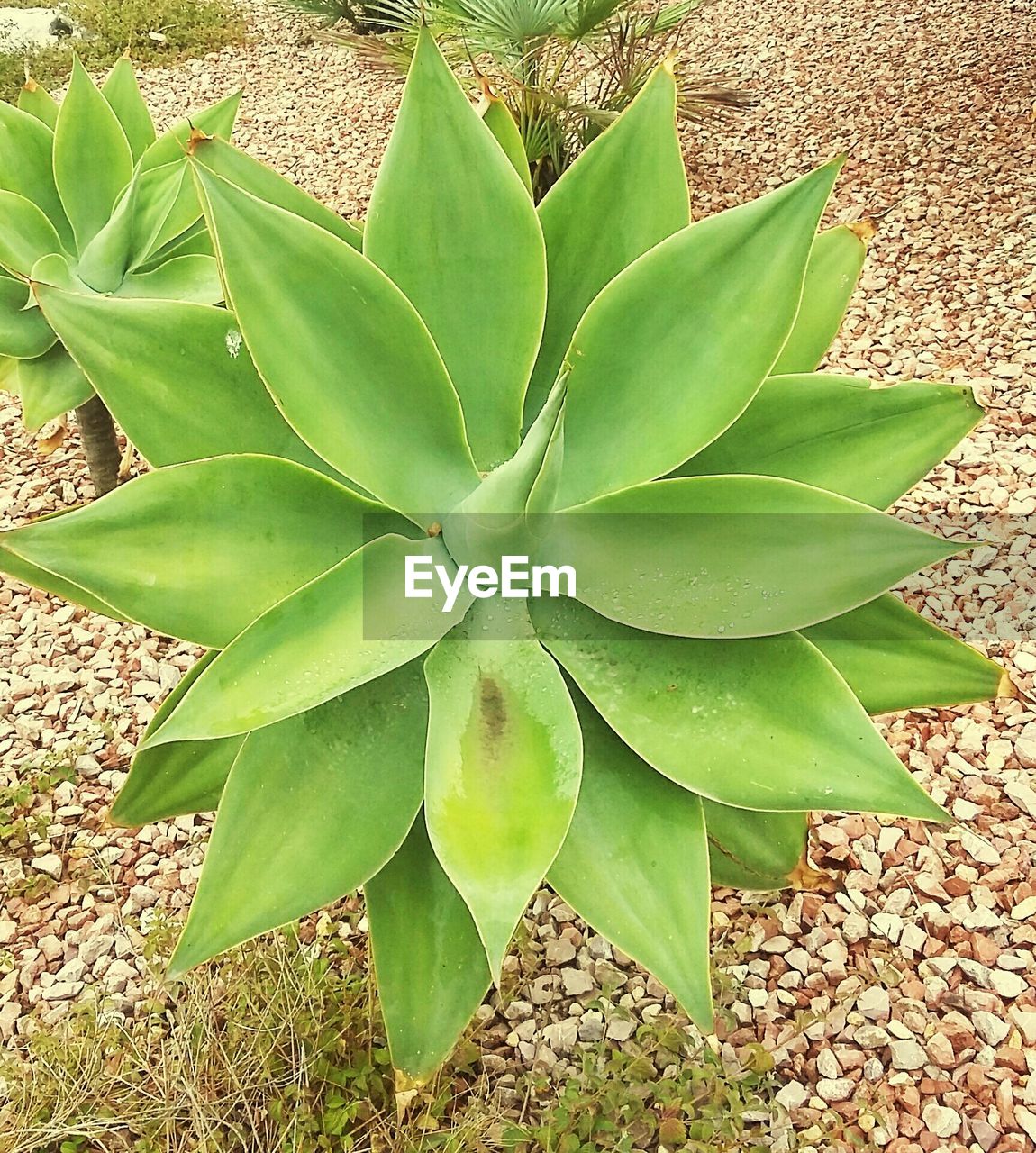 DIRECTLY ABOVE SHOT OF CACTUS GROWING ON FIELD