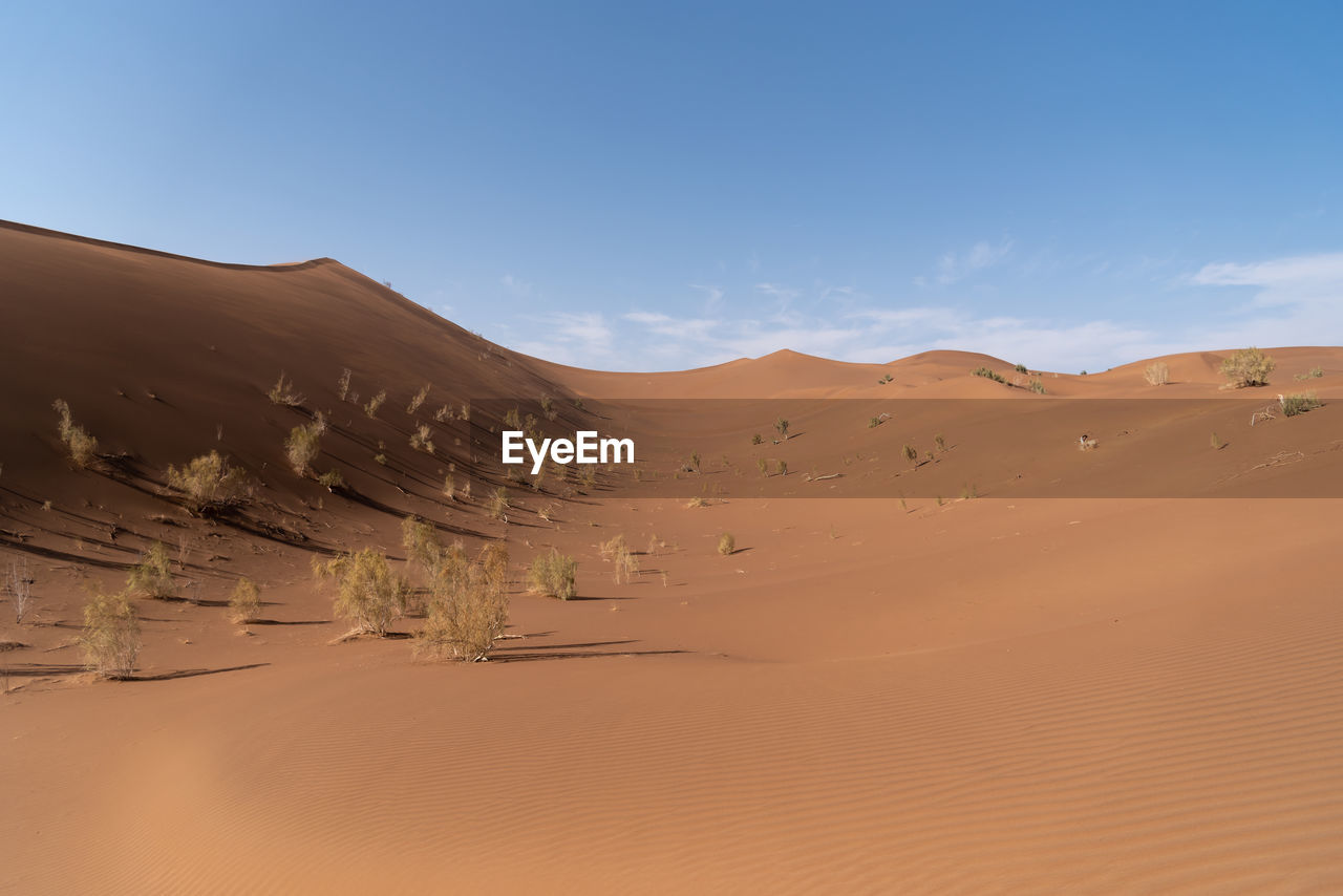 View from nature and landscapes of dasht e lut or sahara desert with rotten tamarisk tree . 