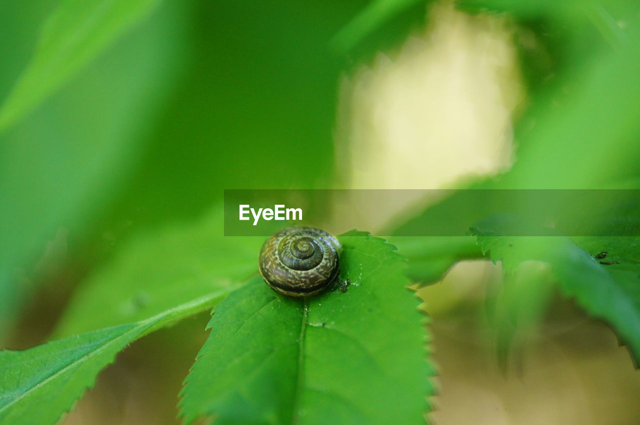 CLOSE-UP OF SNAIL ON PLANT