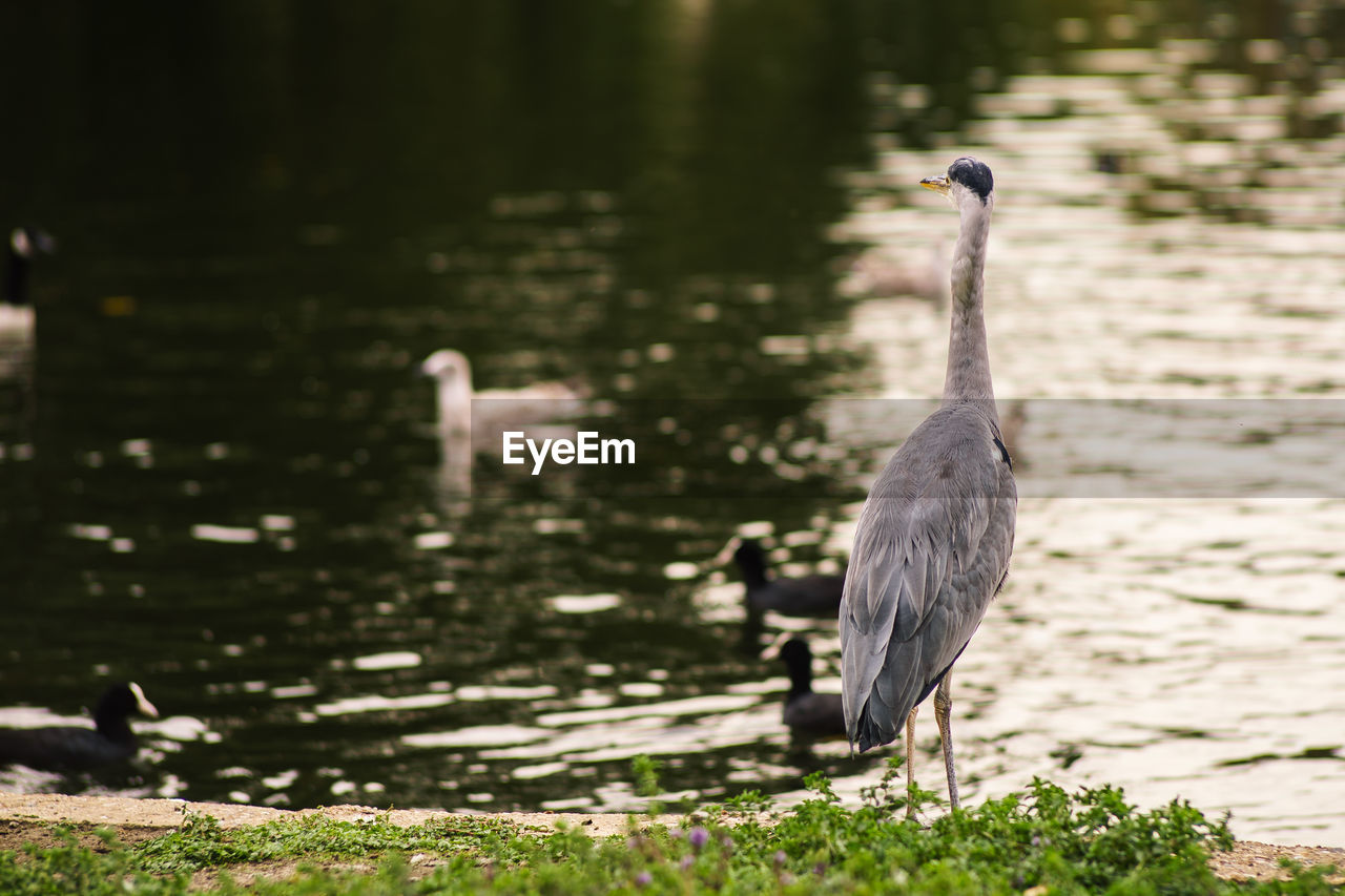 CLOSE-UP OF HERON PERCHING ON LAKE