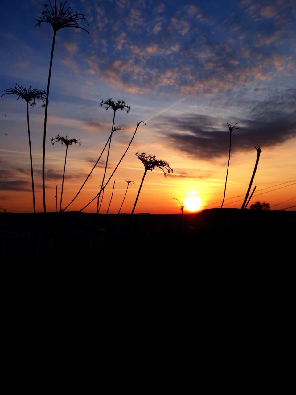 SILHOUETTE OF TREE AT SUNSET