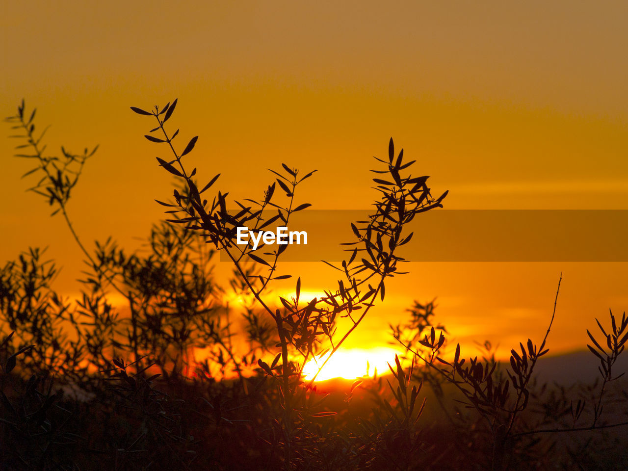 Silhouette tree against dramatic sky during sunset