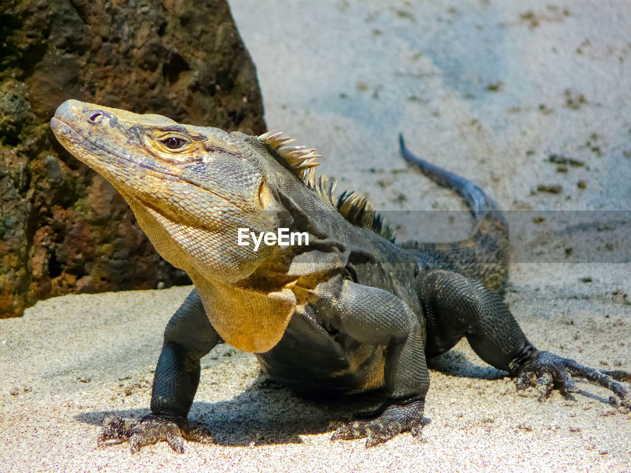 CLOSE-UP OF A LIZARD