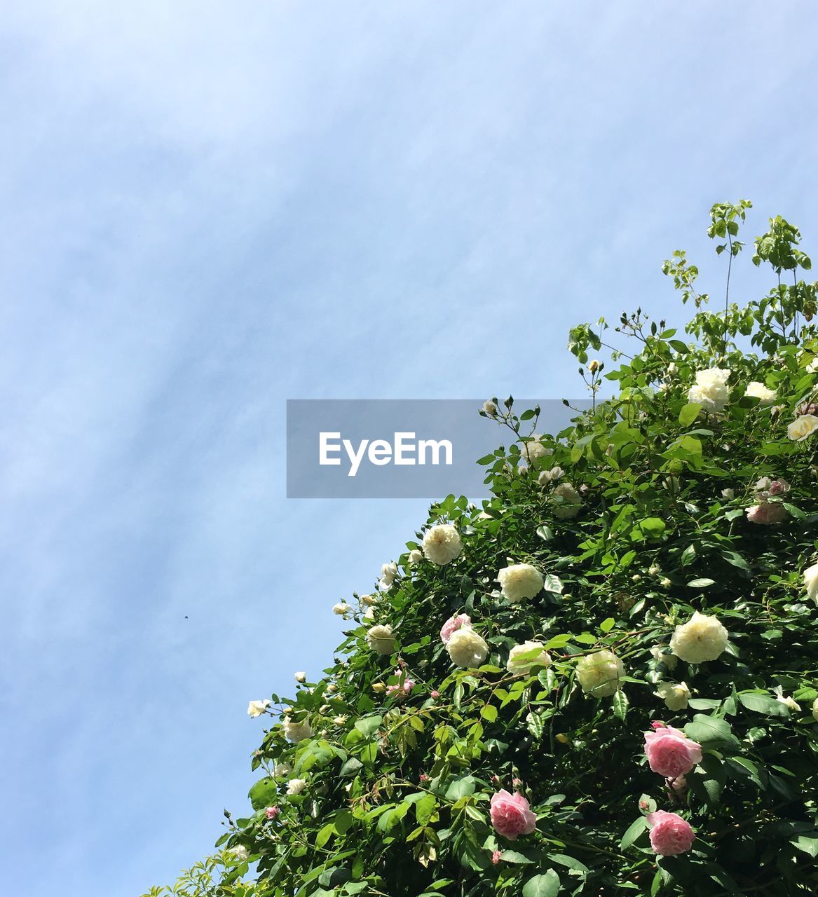 Low angle view of flowers against sky