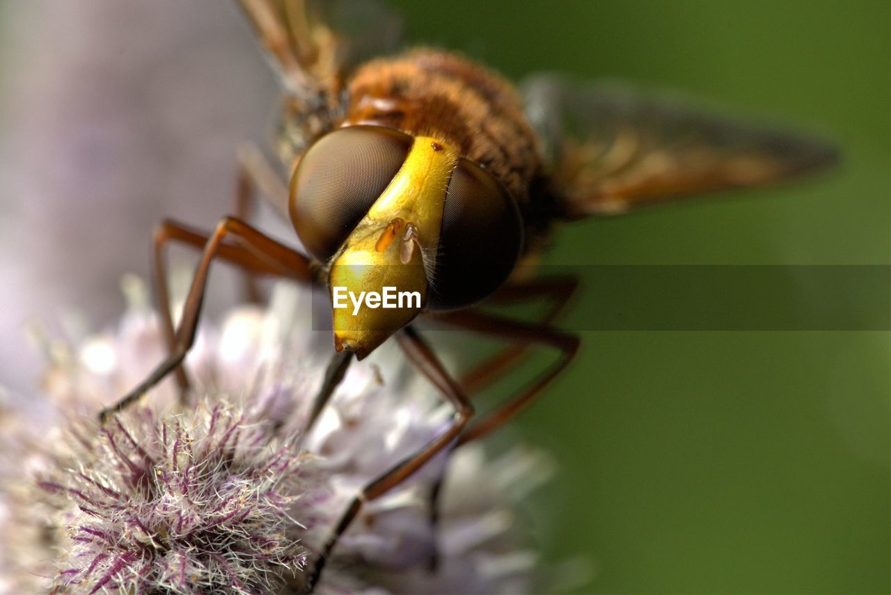 CLOSE-UP OF INSECTS ON FLOWER