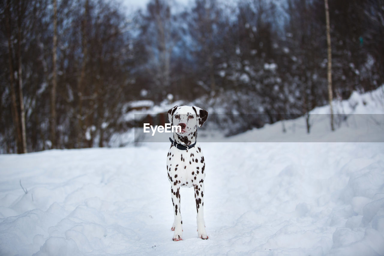 DOG ON SNOWY FIELD