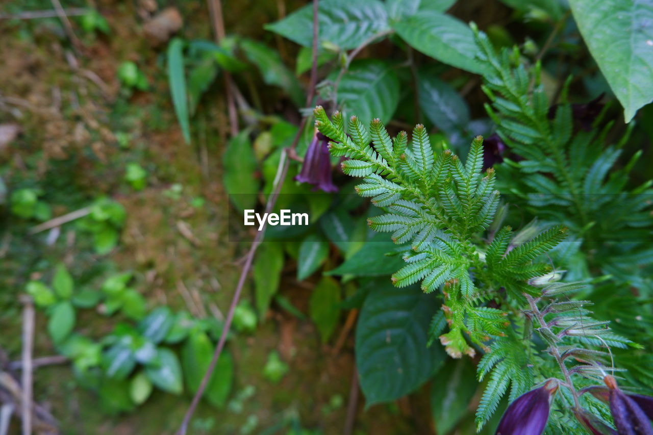 Close-up of green plant on land