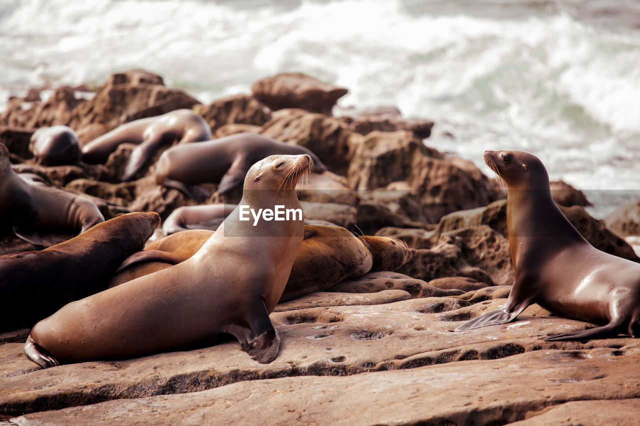 High angle view of sea lion on beach. seals resting on the cliff.