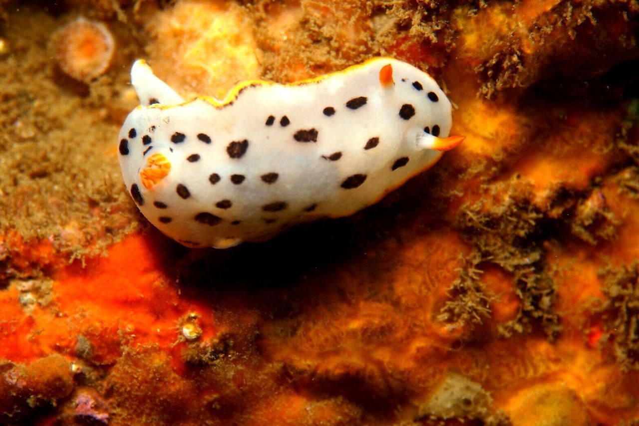 CLOSE-UP OF UNDERWATER