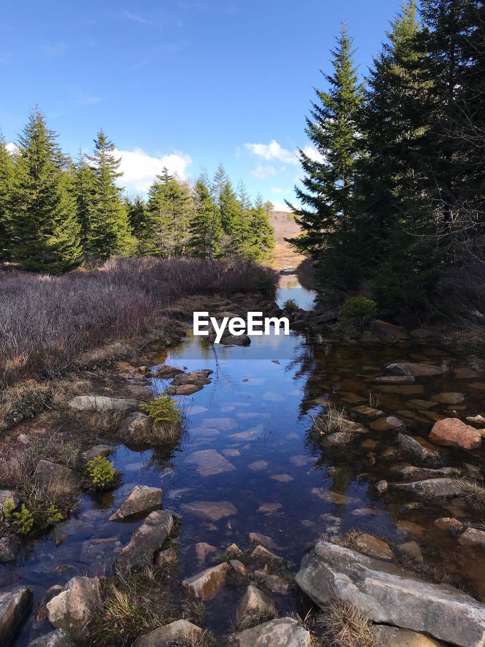 Scenic view of lake in forest against sky