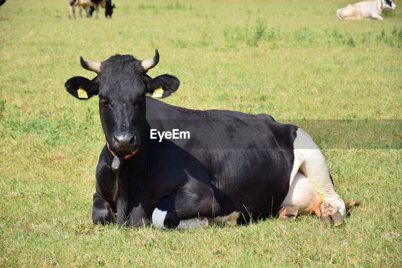 COW IN THE FIELD