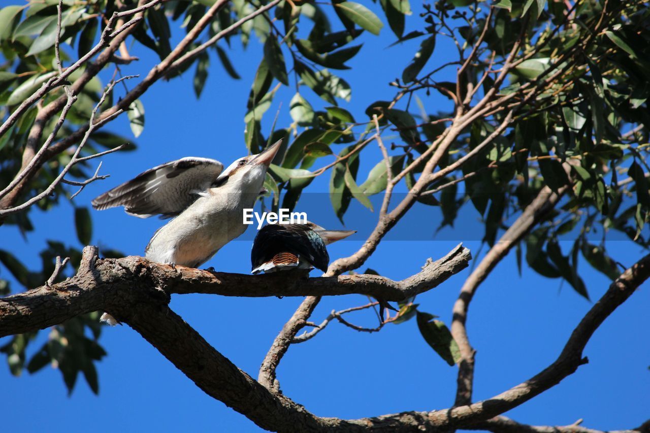 LOW ANGLE VIEW OF BIRDS ON TREE AGAINST SKY