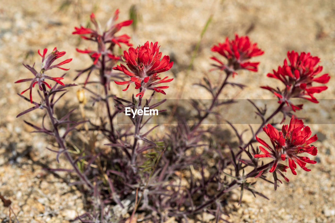 CLOSE-UP OF RED FLOWERING PLANT