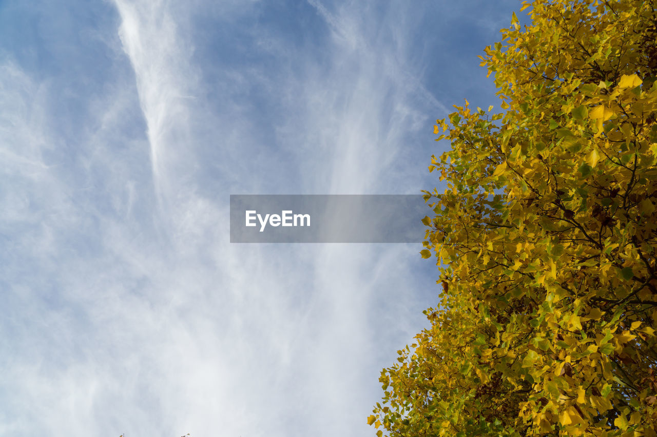 LOW ANGLE VIEW OF TREE AGAINST CLOUDY SKY