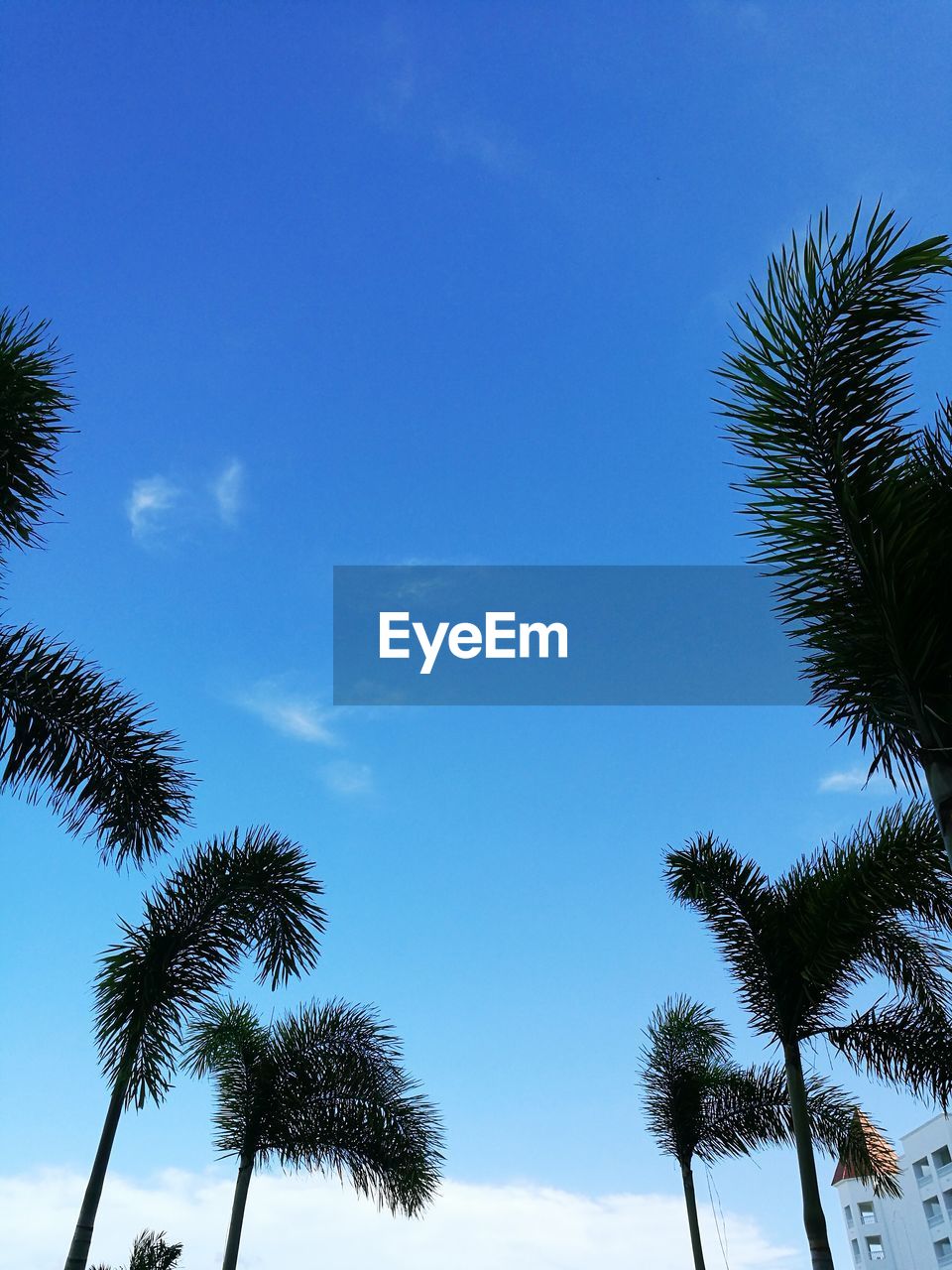 LOW ANGLE VIEW OF TREE AGAINST SKY