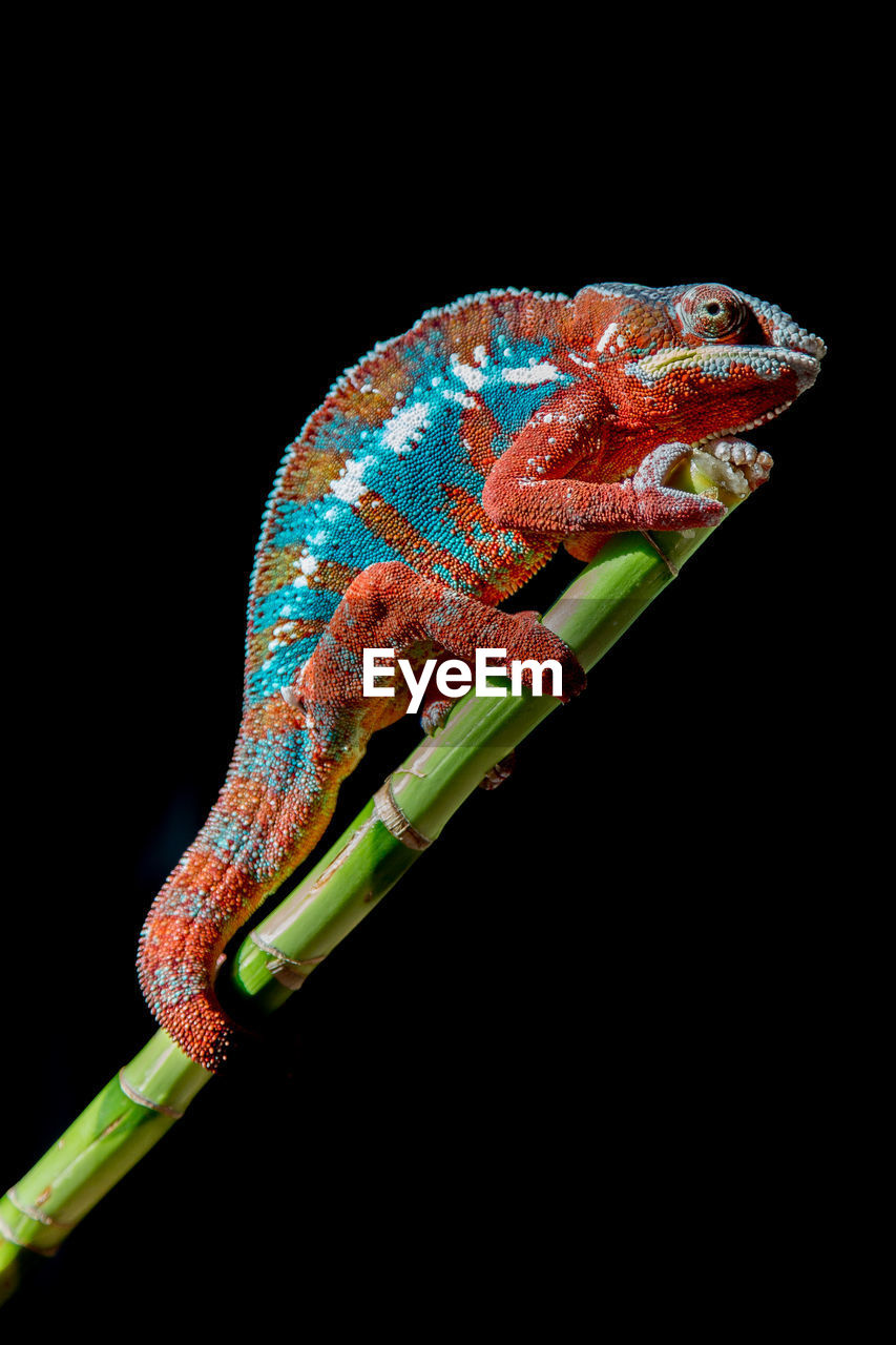 Side view of chameleon on plant stem at night